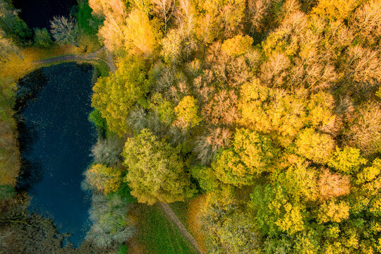 Top down aerial view of dense forest covered with golden and yellow autumn foliage. Colorful treetops create an abstract natural pattern photographed directly from above.
