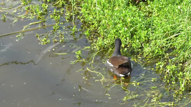 Common Gallinule Swimming in Marsh Water Near Vegetation - 4K