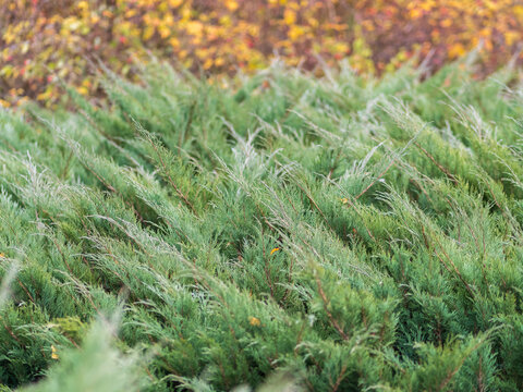 Bright green juniper branches illuminated by the sun. Juniper bush in autumn.