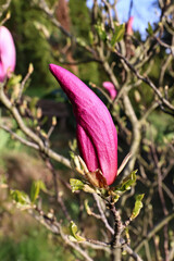 Pink magnolia blossoms on spring branch with fresh green leaves and soft blurred garden background in bright sunlight, close up floral portrait with vivid color and natural outdoor beauty © Ivan