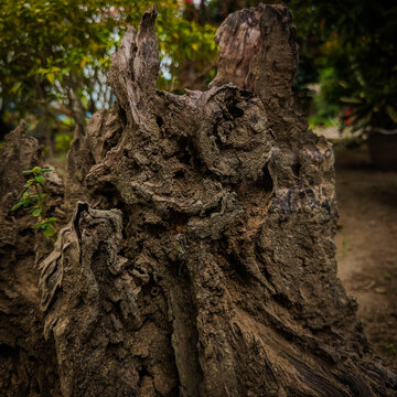 A high-angle macro photograph captures the rugged texture of an old, weathered tree stump in a lush garden. Its dark, gnarled core shows decay, with mossy patches and wood grain, framed by soft green 