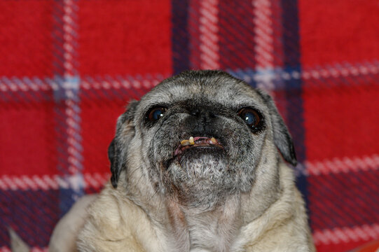 Charming pug sits proudly on a vibrant plaid blanket smiling with its unique personality and delightful expression