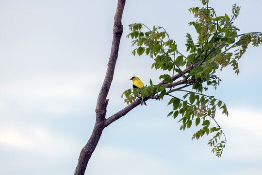 A yellow finch in a tree