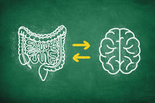 Gut Brain Connection Concept. The Brain And Digestive System, Mental Health And Microbiome Balance.	