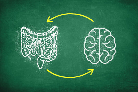 Gut Brain Connection Concept. The Brain And Digestive System, Mental Health And Microbiome Balance.	