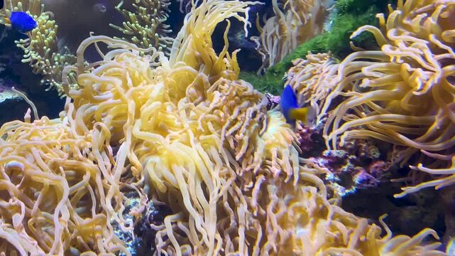 Colorful tropical fish, including yellowtail damselfish and clark's anemonefish, swimming peacefully among the swaying tentacles of a large sea anemone in a vibrant marine aquarium