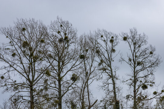 Mistletoe visible in bare trees in early spring