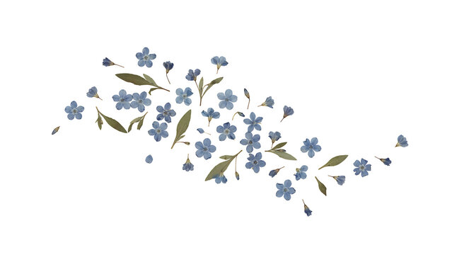 Pressed blue forget me not flowers with green leaves arrangement isolated on a transparent background