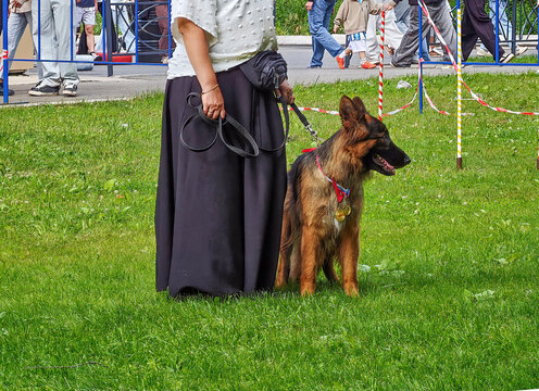 Long-haired German Shepherd (German: Deutscher Sch&auml;ferhund) with a roan coat and medals around its neck, standing on a grassy area next to its handler.