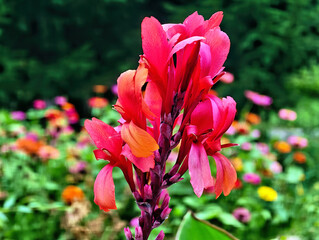 Bright red flowering canna (Latin: Canna) is a striking tropical perennial with large, asymmetrical petals. © Marina