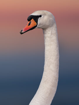 Mute swan portrait with long neck against sunset bokeh background