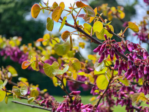 Judas Tree Branch with Spring Buds and Heart-Shaped Leaves