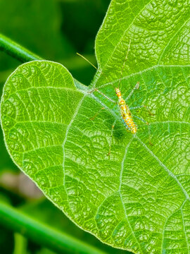 Macro shot of small insect nymph resting on bright green textured leaf