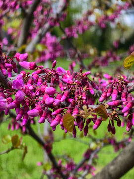 Close up of pink redbud tree flowers blooming on branches in spring garden