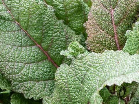 Close-up of Textured Green Leaves with Reddish Veins in Garden