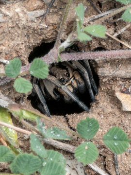 Wolf spider lurking at entrance of underground soil burrow
