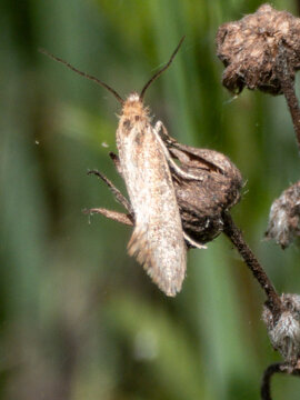 Small moth perched on dried seed pod in natural environment