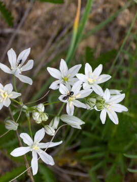 Ants Crawling on White Star of Bethlehem Wildflowers in Nature