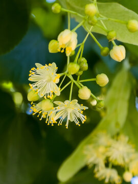 Linden Blossom Cluster Blooming on Tree Branch in Spring Sunshine