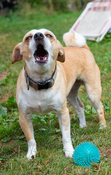Vocal tan and white dog barking with blue toy ball on green grass.