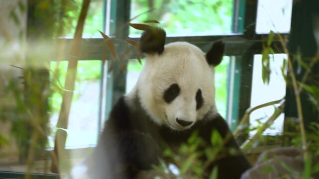 Giant panda eating bamboo in Vienna zoo enclosure. Close-up footage shows endangered species munching fresh bamboo shoots with lush green foliage background.