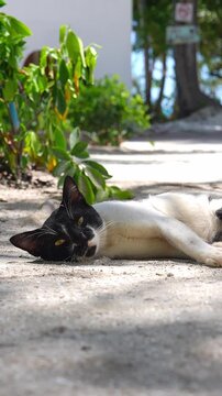A black and white cat lies relaxed on a sandy outdoor path under tropical sunlight on an island in Maldives.