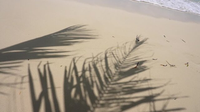 Palm frond outlines move gently across smooth sand by gentle ocean water at a tropical beach in Maldives on a bright sunny day.