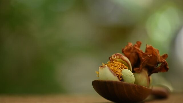 Fresh and dried Indian rose chestnut or Mesua ferrea flowers on natural background.