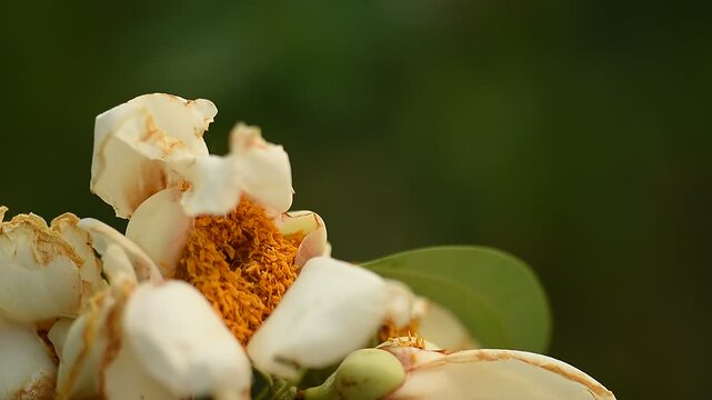Ironwood, Indian rose chestnut or Mesua ferrea flowers on natural background.