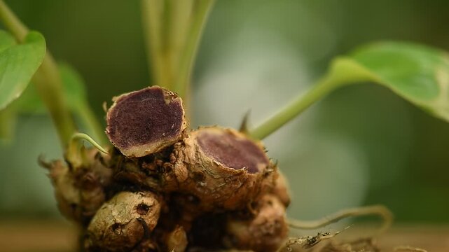 Black galingale or Kaempferia parviflora rhizomes on natural background.