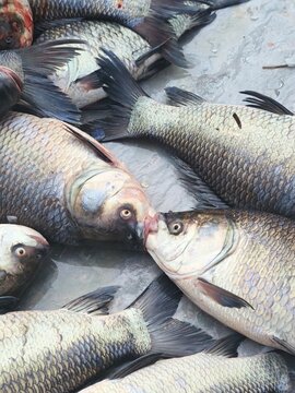 Fresh Rohu Fish Pair in Indian Market for Bengali Wedding