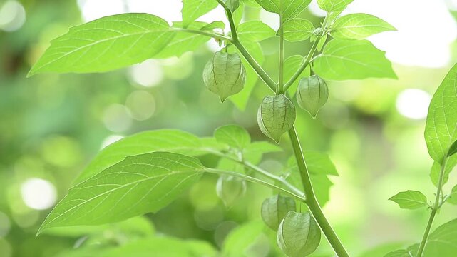 Pygmy groundcherry or Physalis angulata fruits on natural background.