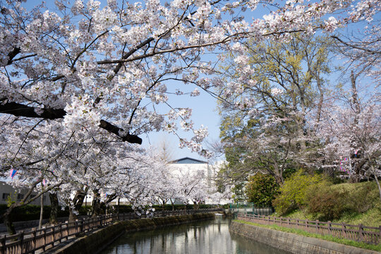 お堀沿いに咲き誇る桜のアーチと春の公園の風景