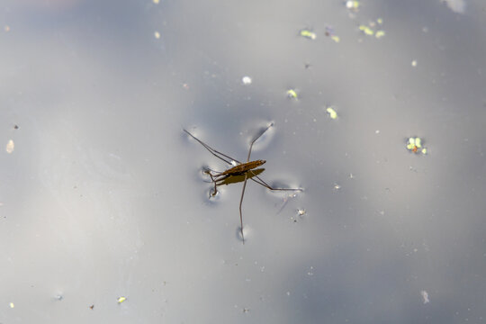 Water Strider Insect On Pond Surface At Great Blue Heron Nature Reserve, Chilliwack BC Canada