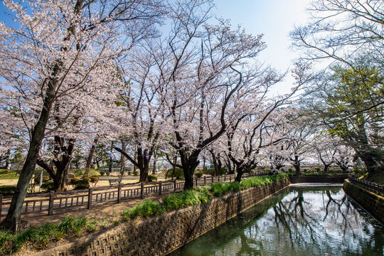 お堀沿いに咲き誇る桜のアーチと春の公園の風景