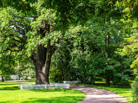 old oak tree in Yelagin Island St Petersburg city