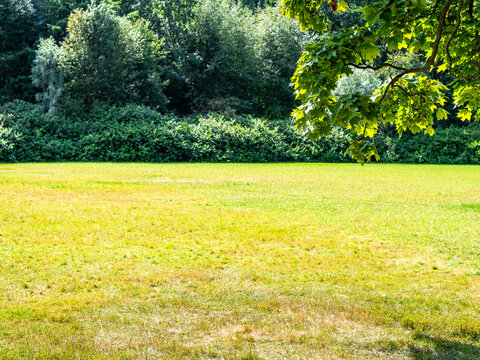 green branch of maple and blurred sunlit meadow