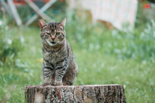 Tabby cat sits on a tree stump, licking its paw. The green grass background is blurred. The cat appears calm and focused on grooming. Ideal for themes like nature, pets, or quiet moments outdoors