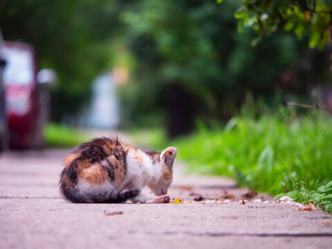 Calico street cat eats small food on sidewalk. Green grass and trees surround. Soft focus background highlights feline. Perfect for pet, urban, or nature themed content. Living in rough conditions.