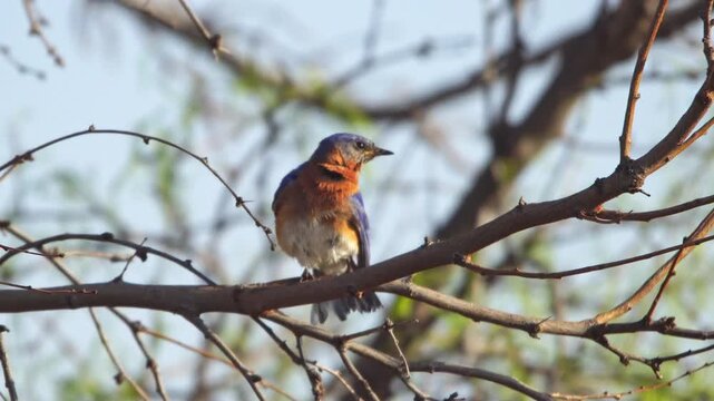 Eastern Bluebird Perched on Tree Branch Preening - 4K Close Up