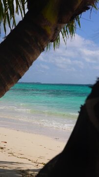 Gentle waves roll onto a white sand beach in the Maldives under a sunny sky, framed naturally by curved palm tree trunks.