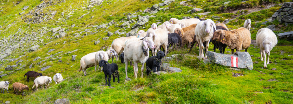 A group of alpine sheeps grazes on a green mountainside. Some sheeps are black while others are white or brown. Rocks are scattered around the area. This scene showcases rural life.