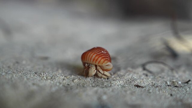 A tiny striped hermit crab walks slowly across fine white sand on a tropical beach in Maldives, filmed with shallow depth of field.