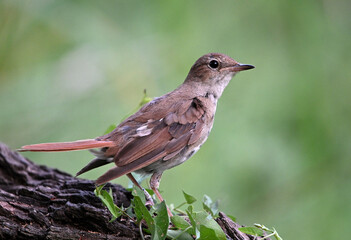 Fototapeta premium a beautiful nightingale bird perched in freedom