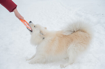 Naklejka premium A Samoyed dog plays with a puller on a winter walk.