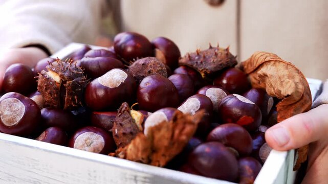 Smooth brown chestnuts with glossy shells fill rustic wooden container in outdoor autumn background. Concept of abundance of the fall harvest and connection with nature