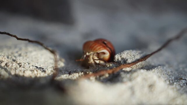 A striped hermit crab moves slowly across the white sand on a tropical beach in Maldives, carrying its protective shell under direct daylight.