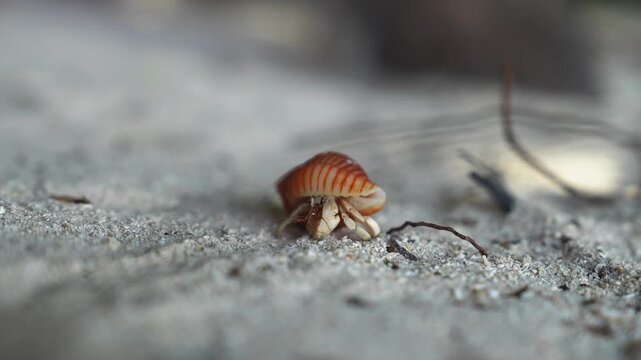 A striped shell hermit crab crawls slowly over white sand and beach debris on a sunny tropical shore in Maldives.