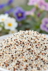 Naklejka premium Healthy eating and superfood nutrition, close up of tri-color quinoa grains with natural background