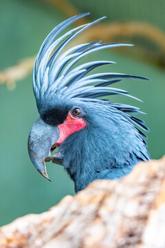 a serene galah cockatoo perched on a wooden branch in a natural outdoor environment, showcasing vibrant blue and red hues, wildlife photography and bird enthusiasts, close-up side.